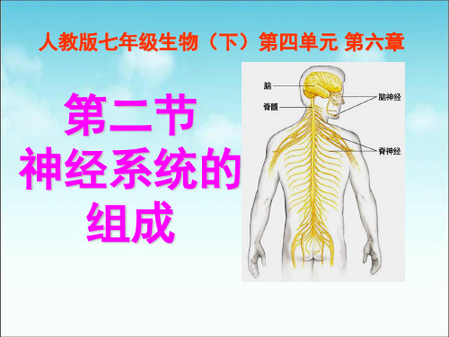 人教版七年级下册生物新第六章人体生命活动的调节第二节神经系统的组成参考ppt课件共计33张PPT