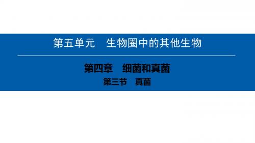 最新人教版八年级生物上册课件：第五单元第四章第三节 真菌