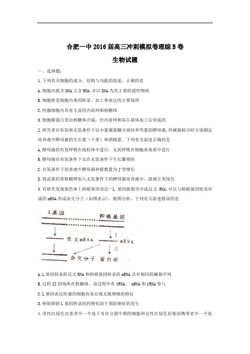 安徽省合肥市第一中学2016届高三下学期冲刺模拟卷(b)理科综合生物试题 Word版含答案
