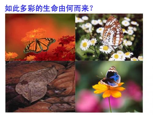 人教版教学课件甘肃省永昌县第一中学生物必修二《第7章 现代生物进化理论》课件