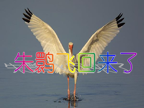 四年级下册语文课件-12.2 朱鹮飞回来了 北师大版(共16张PPT)