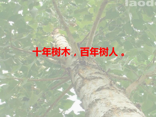 六年级下册语文课件-3桃花心木｜人教新课1 (共15张PPT)