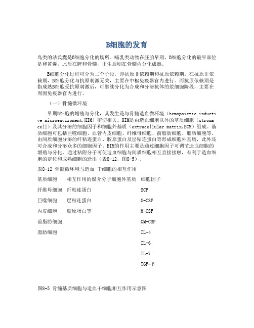 B细胞的发育