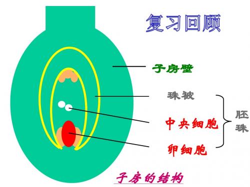 果实和种子的形成 (1)课件