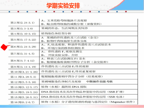 5-蚕豆根尖细胞微核检测技术