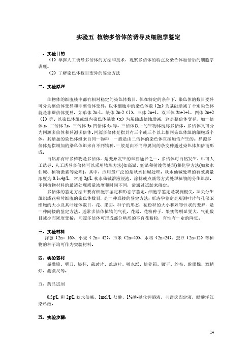 实验五 植物多倍体的诱导及细胞学鉴定