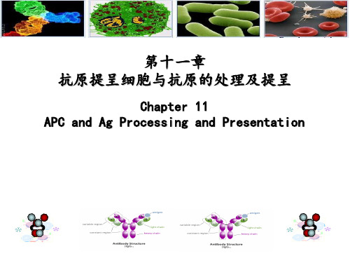 [免疫学]APC及抗原的处理与提呈