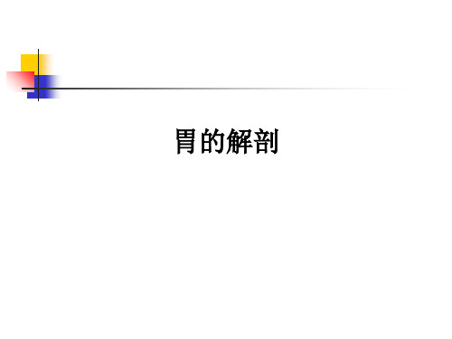 胃的解剖ppt课件