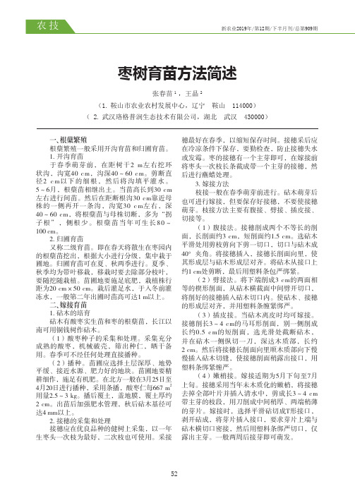 枣树育苗方法简述