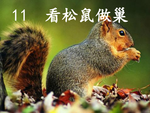 四年级上册语文课件 -4.11 看松鼠做巢 ｜鄂教版  (共31张PPT)