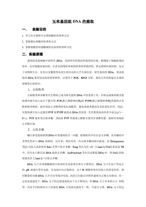 玉米基因组DNA的提取   实验设计