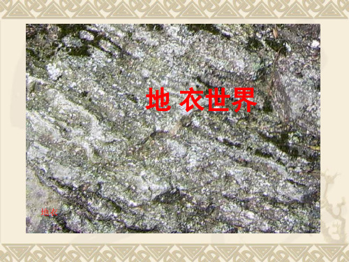 第三章地衣