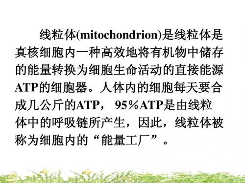 细胞生物学-细胞的能量转换─线粒体
