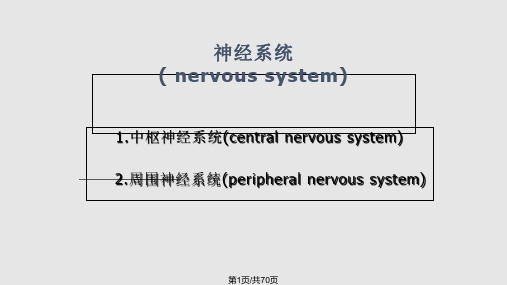 神经系统的体表定位PPT课件