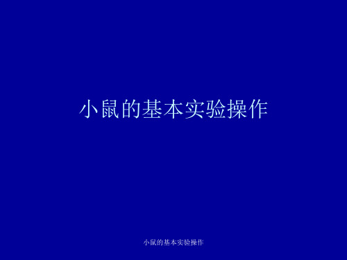 小鼠的基本实验操作 ppt课件