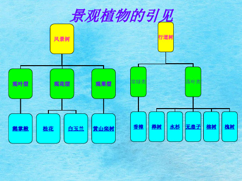 景观植物的介绍ppt课件