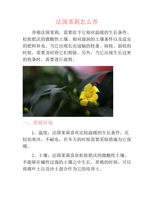 法国茉莉怎么养-养花技巧