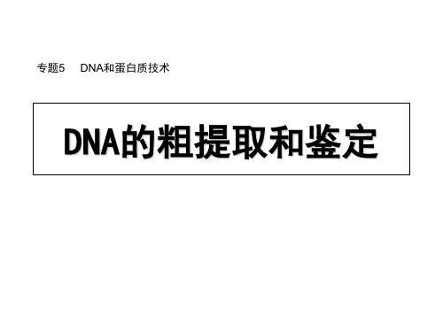 12-03-02高三生物《一轮选修一专题5DNA的粗提取和鉴定》(课件)