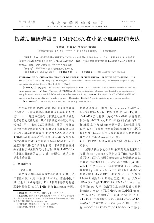 钙激活氯通道蛋白TMEM16A在小鼠心肌组织的表达