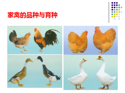 禽生产学3-2