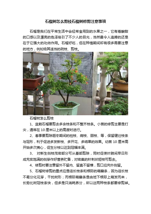 石榴树怎么剪枝石榴树修剪注意事项