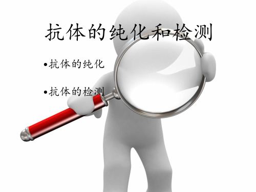 抗体的纯化与检测详细版