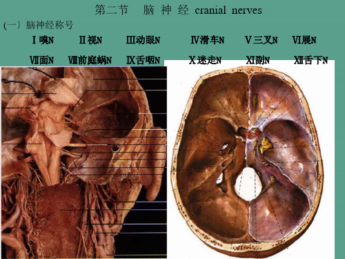 人体解剖学——脑神经ppt课件