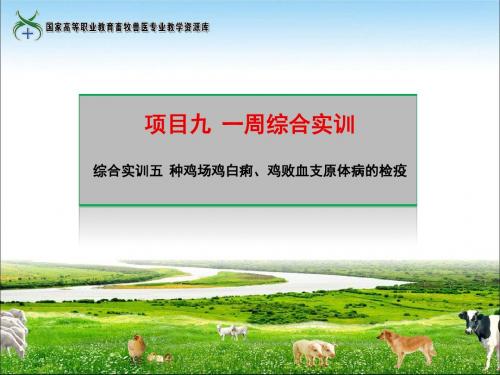 综合实训五种鸡场鸡白痢、鸡败血支原体病的检疫.