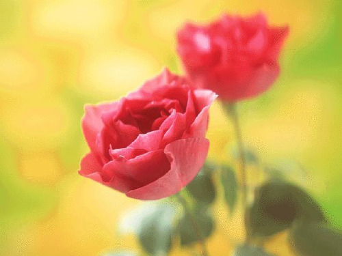 《花瓣飘香》第二课时