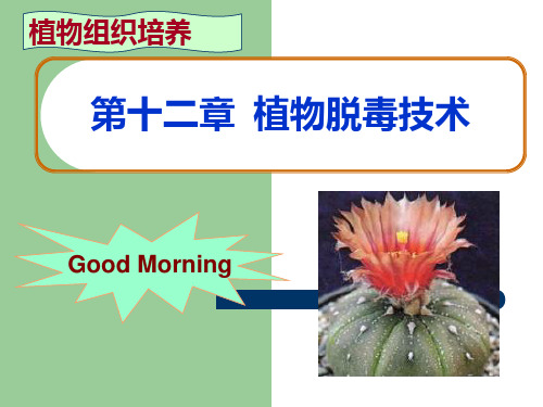 第十二章植物脱毒技术PPT课件
