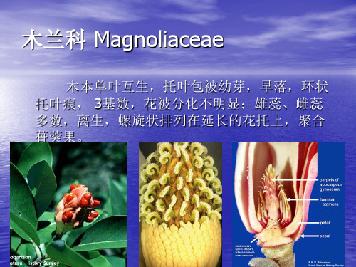 木兰科-药用植物学