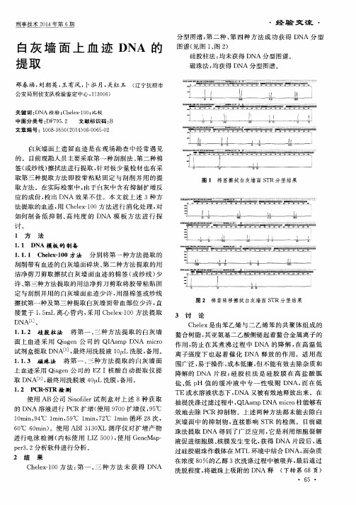 白灰墙面上血迹DNA的提取