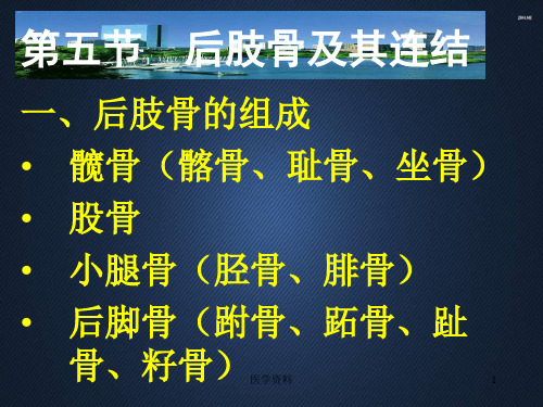 家畜解剖学--后肢骨及其连结  ppt课件