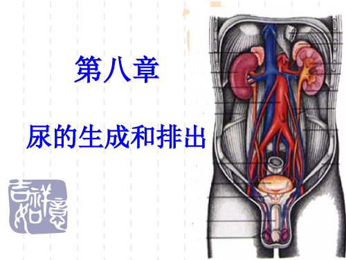 生理学第八章 尿的生成与排出(第8版)
