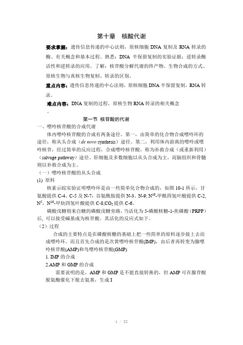 核苷酸代谢讲义Word版