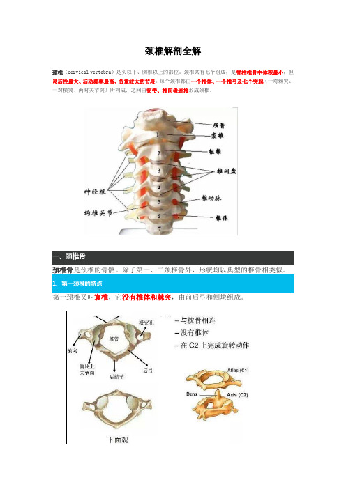 颈椎解剖图