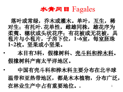 壳斗科