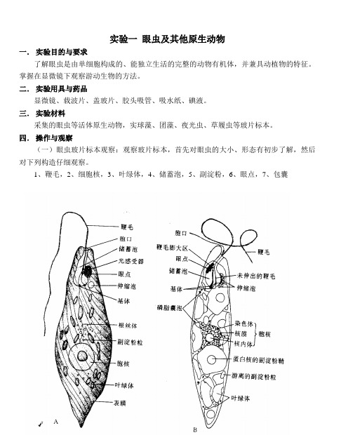 实验一眼虫及其他原生动物