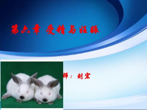 第六章 受精与妊娠