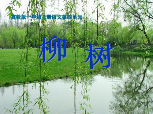 《柳树》PPT教学课件