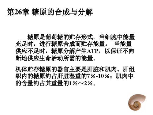 糖原的合成与分解