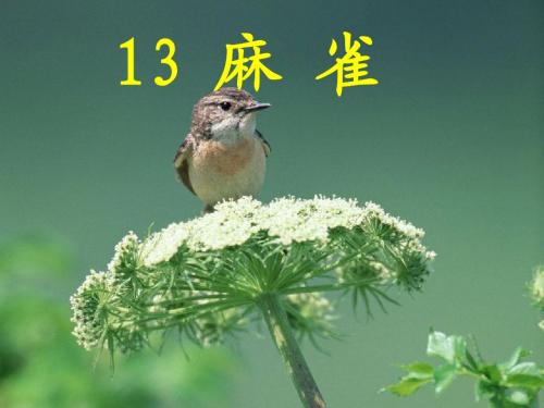 13麻雀