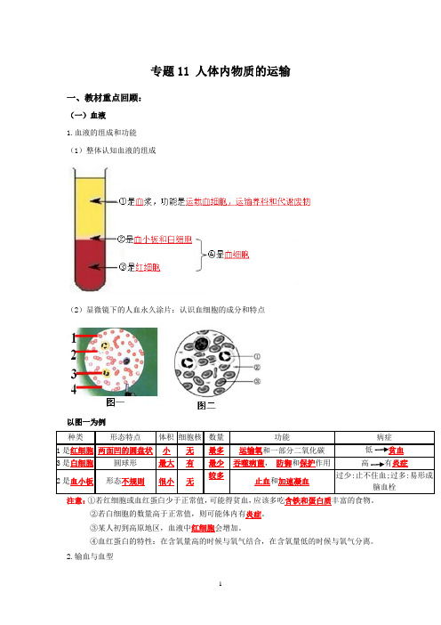 人教版生物中考一轮复习：人体内物质的运输(解析版)