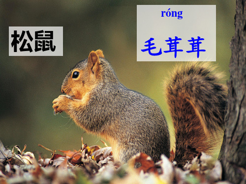 27.松鼠的尾巴分解