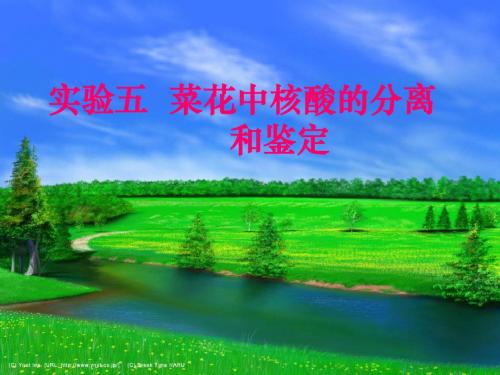实验五  菜花中核酸的分离