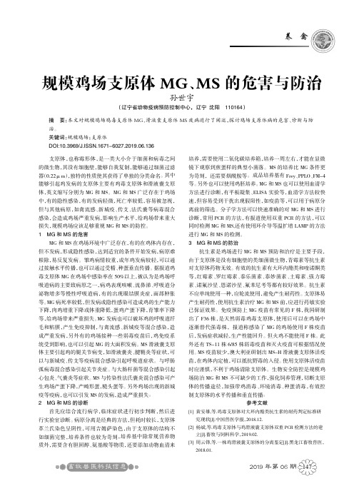 规模鸡场支原体MG、MS的危害与防治