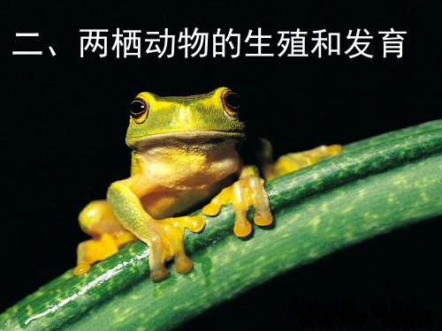 北师大版初中生物八年级上册 第六单元第十九章第二节 动物的生殖和发育 课件(共52张)