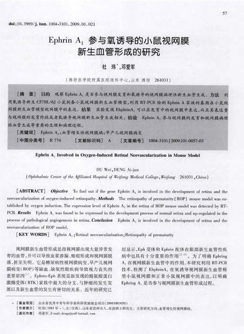 Ephrin A1参与氧诱导的小鼠视网膜新生血管形成的研究