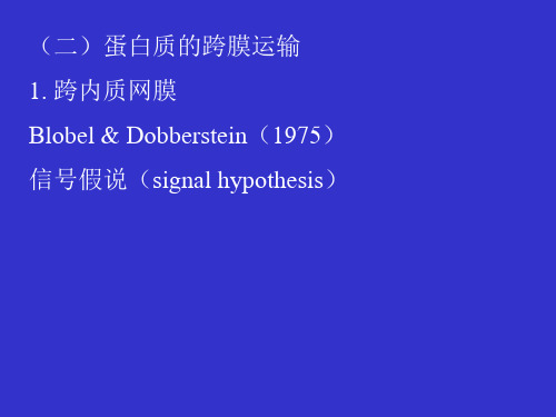 生物化学—蛋白质的跨膜运输