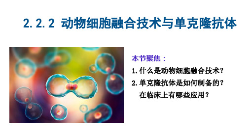 动物细胞融合与单克隆抗体  课件人教版高中生物选修三ppt